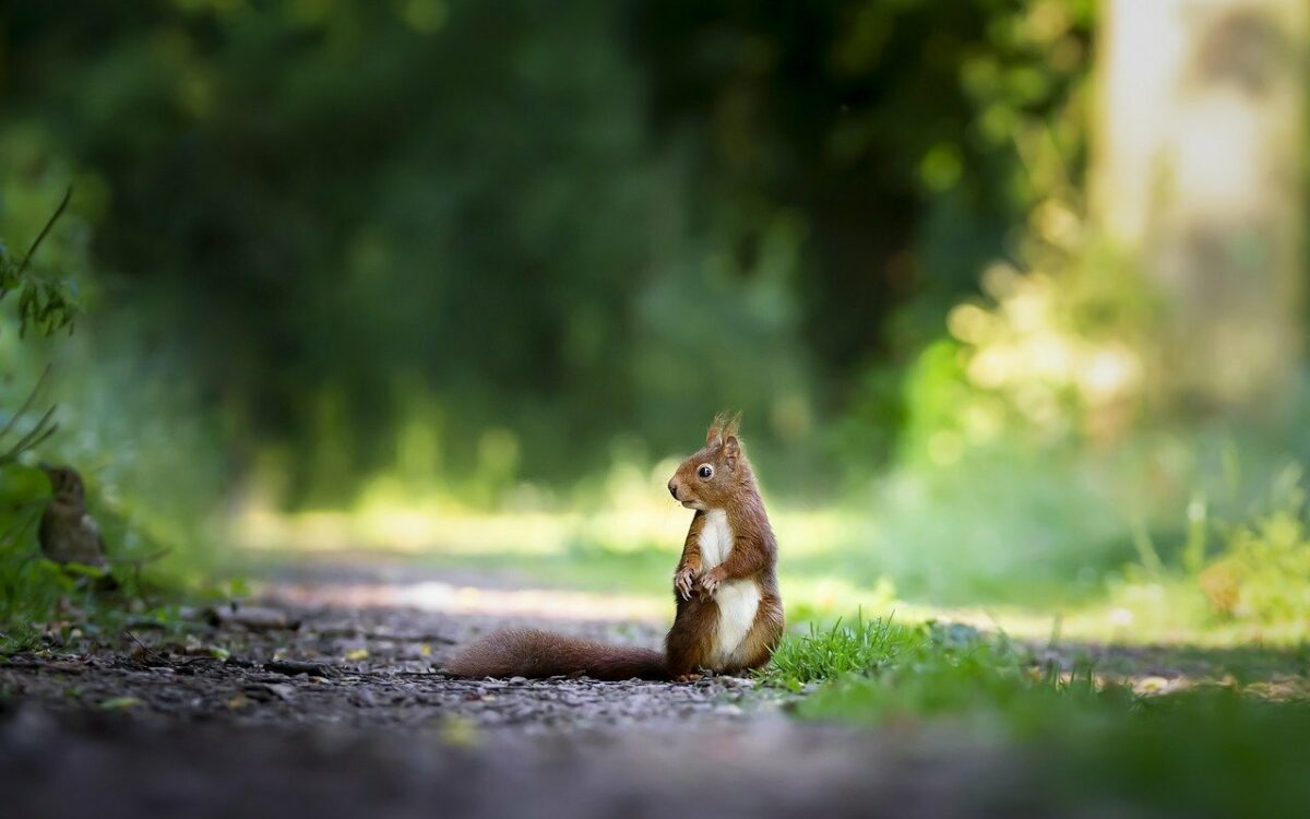Ein Eichhörnchen im Ringpark im Frühling Ein Eichhörnchen im Ringpark im Frühling